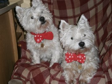 Daisy & Gilbert; these two Westies are possibly our most regular canine visitors! 